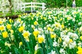 Flower bed with yellow and white daffodil flowers blooming in the Keukenhof spring garden from Lisse- Netherlands.; Royalty Free Stock Photo