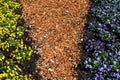 Flower beds with blue and yellow blooming flowers. Wood chip mulch. Texture background Royalty Free Stock Photo