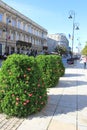 Flower beds in the city