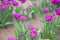 Flower beds with colorful tulips