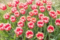 Flower beds with colorful tulips