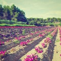 Flower Beds Royalty Free Stock Photo