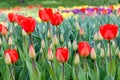 Flower beds and fields sown with colorful tulips Royalty Free Stock Photo