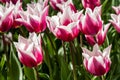 Flower beds and fields sown with colorful tulips