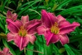Flower beds with flowers in summer garden. Pink daylilies flowers Latin: Hemerocallis on green leaves background. Closeup. Soft Royalty Free Stock Photo