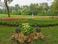 Flower beds made of burlap with lilac and yellow tulips, a large flower bed with colorful tulips in the park against the