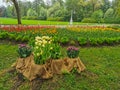 Flower beds made of burlap with lilac and yellow tulips, a large flower bed with colorful tulips in the park against the