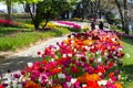 Flower beds with multicolored tulips in the tulip festival Emirgan Park, Istanbul, Turkey Royalty Free Stock Photo