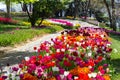 Flower beds with multicolored tulips in the tulip festival Emirgan Park, Istanbul, Turkey Royalty Free Stock Photo