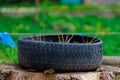 Flower beds in old rubber tires. Harsh urban scenery in poor countries. Background with selective focus and copy space