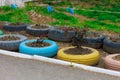 Flower beds in old rubber tires. Harsh urban scenery in poor countries. Background with selective focus and copy space