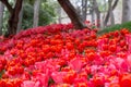 Flower beds with red tulips in the tulip festival in Istanbul, Turkey Royalty Free Stock Photo