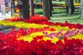 Flower beds with red and yellow tulips in the tulip festival Emirgan Park, Istanbul, Turkey. Royalty Free Stock Photo