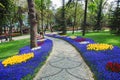 Flower beds in the tulip festival at Emirgan Park, Istanbul Royalty Free Stock Photo