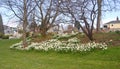 Flower beds of white Daffodils at Greenlake Park