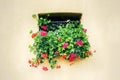 flower beds in yards, on window sills Royalty Free Stock Photo