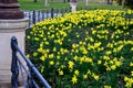 Flower bedwith daffodil plants bulb  in park cast iron lamp with metal fence ornaments old building lots of flowers green color Royalty Free Stock Photo