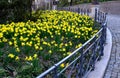 Flower bedwith daffodil plants bulb  in park cast iron lamp with metal fence ornaments old building lots of flowers green color Royalty Free Stock Photo