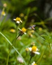 Flower and bee2