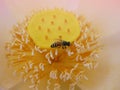 Flower bee Close-up of a large striped bee collecting pollen on yellow flowers. Royalty Free Stock Photo