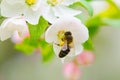 Flower and bee