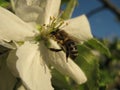 Flower and bee. On the flower of the Apple tree close-up bee Royalty Free Stock Photo