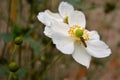 Flower with bee Royalty Free Stock Photo