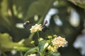 Flower bee photographe Royalty Free Stock Photo