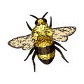 flower bee sketch hand drawn vector