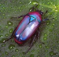 Flower beetle