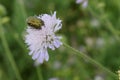 Close up macro photo of green metallic beetle bug with wings sitting on top of flower Royalty Free Stock Photo