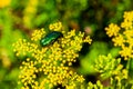 Flower beetle - Cetoniinae