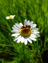 Flower with beetle.
