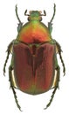 Flower beetle Protaetia angustata Royalty Free Stock Photo