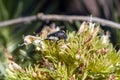 The flower beetle Tropinota squalida