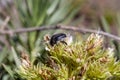 The flower beetle Tropinota squalida