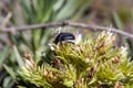 The flower beetle Tropinota squalida