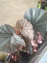 Flower begonia silver sweet garden