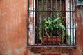 Flower behind bars. Colonial Architecture Detail. Typical colonial style in Santo Domingo, Dominican Republic Royalty Free Stock Photo