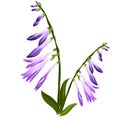 Flower bell with blue buds isolated on white background. Vector cartoon close-up illustration. Royalty Free Stock Photo