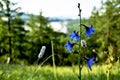 The flower is a bell in a mountain meadow Royalty Free Stock Photo