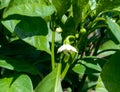 Flower bell pepper among green leaves in the garden.