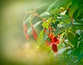 Flower bells Royalty Free Stock Photo