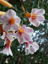 Flower Bells Royalty Free Stock Photo