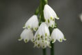 Flower bells Royalty Free Stock Photo