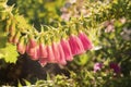 Flower bells on a twig Royalty Free Stock Photo