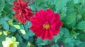 Red Flower Grow your Garden