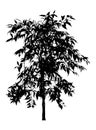 Flower Benjamin - ficus tree, branches with leaves. Black silhouette, on white background