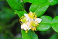 Flower of bergamot fruits on tree