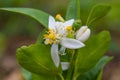 Flower of bergamot fruits on tree